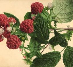 The Etymology of Raspberry